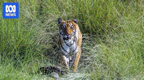 nepal kathmandu teer|Nepal’s tiger numbers recover but attacks on people cause alarm.